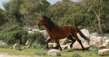 Cavallini Giara di Gesturi