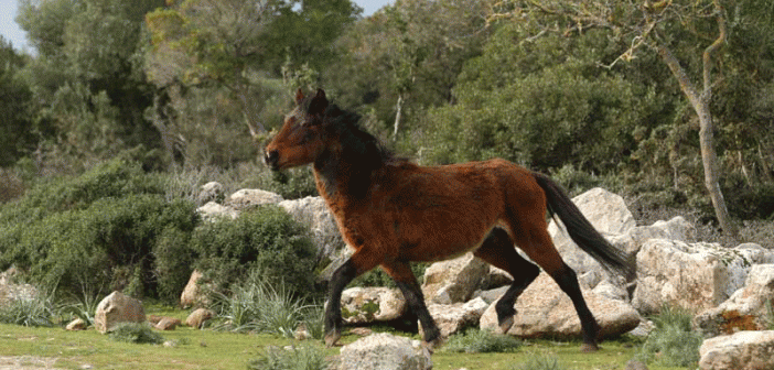 Cavallini Giara di Gesturi