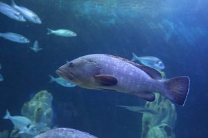 Acquario di Cala Gonone